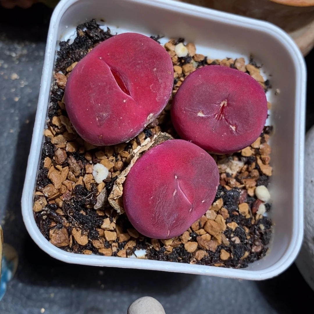 带伤红蟠桃一头。