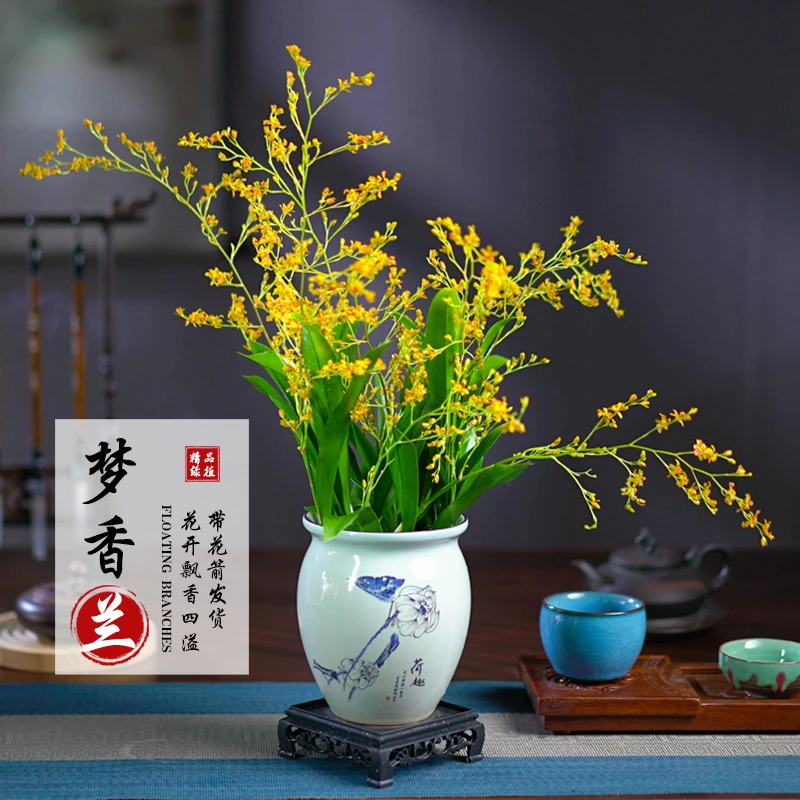 梦香兰带花苞香水文心兰盆栽跳舞兰室内浓香花卉懒人绿植