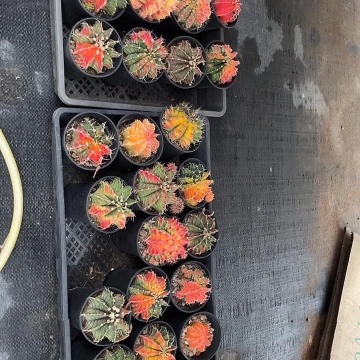 实生牡丹锦带盆土发货