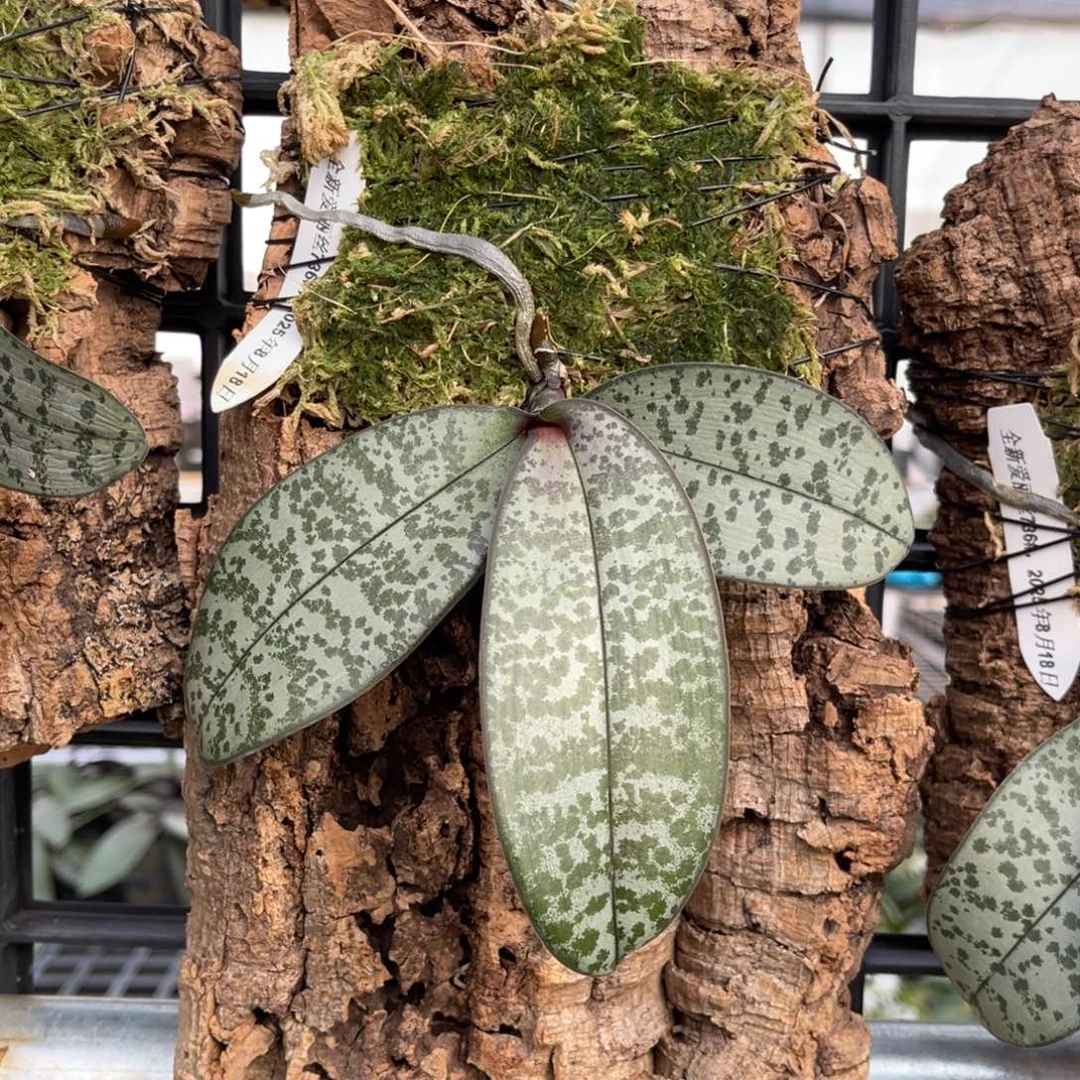 完全开放蝴蝶兰原生