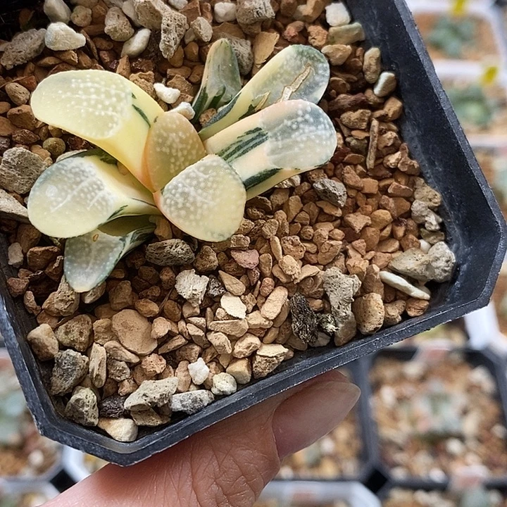 330点点寿一物一拍即合