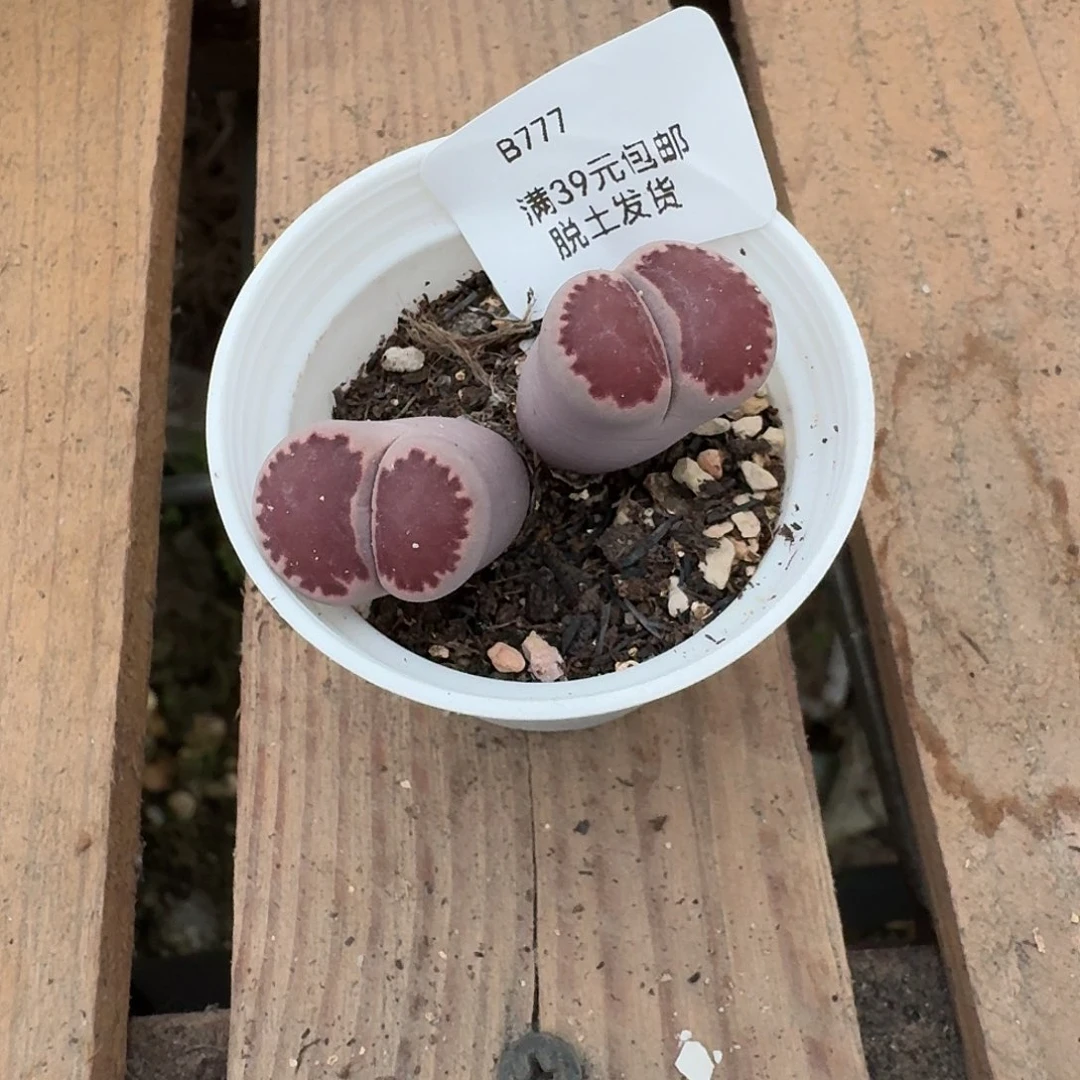 777多肉哈哈哈哈哈哈哈