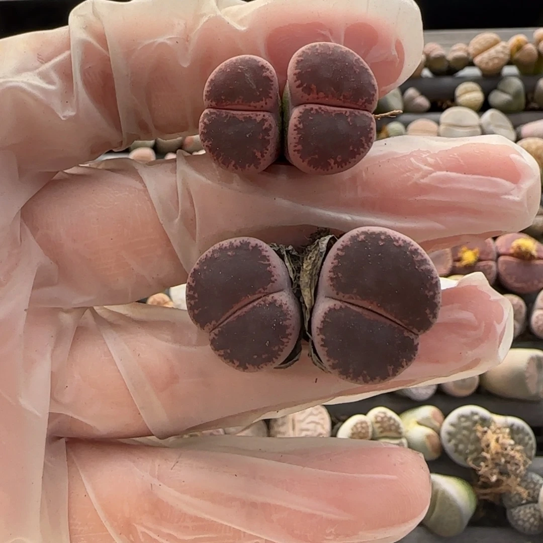 11.22。萌肉紫薰2颗双头。7052