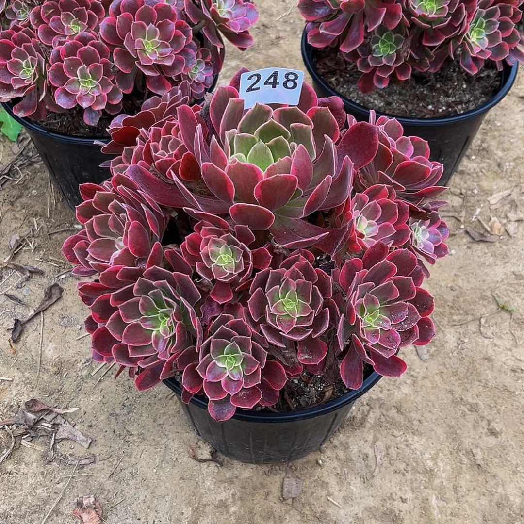 芳*金丝雀一物一拍248