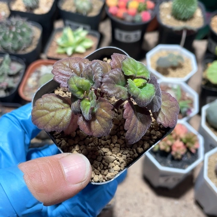 186爱氏延命草块根