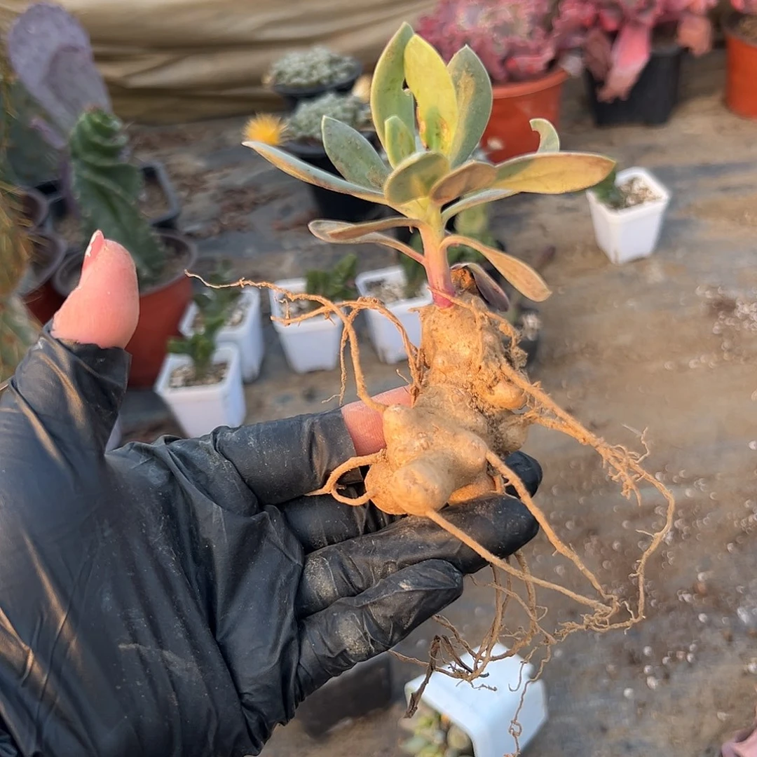 多肉植物紫龙块根