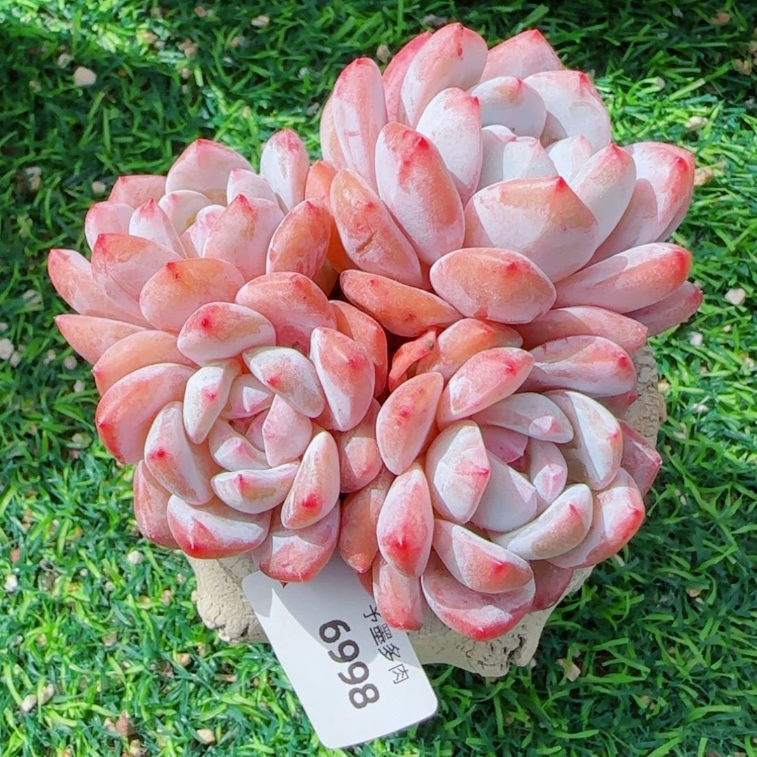 雪之魄，6998多肉植物