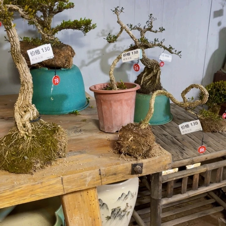 黄杨盆景黄杨盆累 1234556