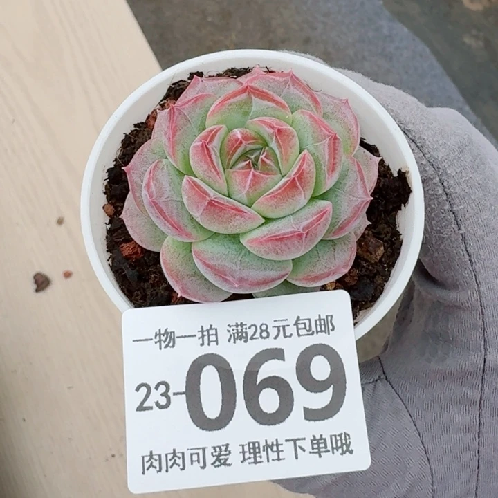 玄女多肉多肉植物多肉植物