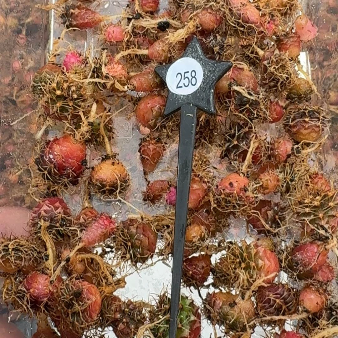 米哈实生自然锦练手球258