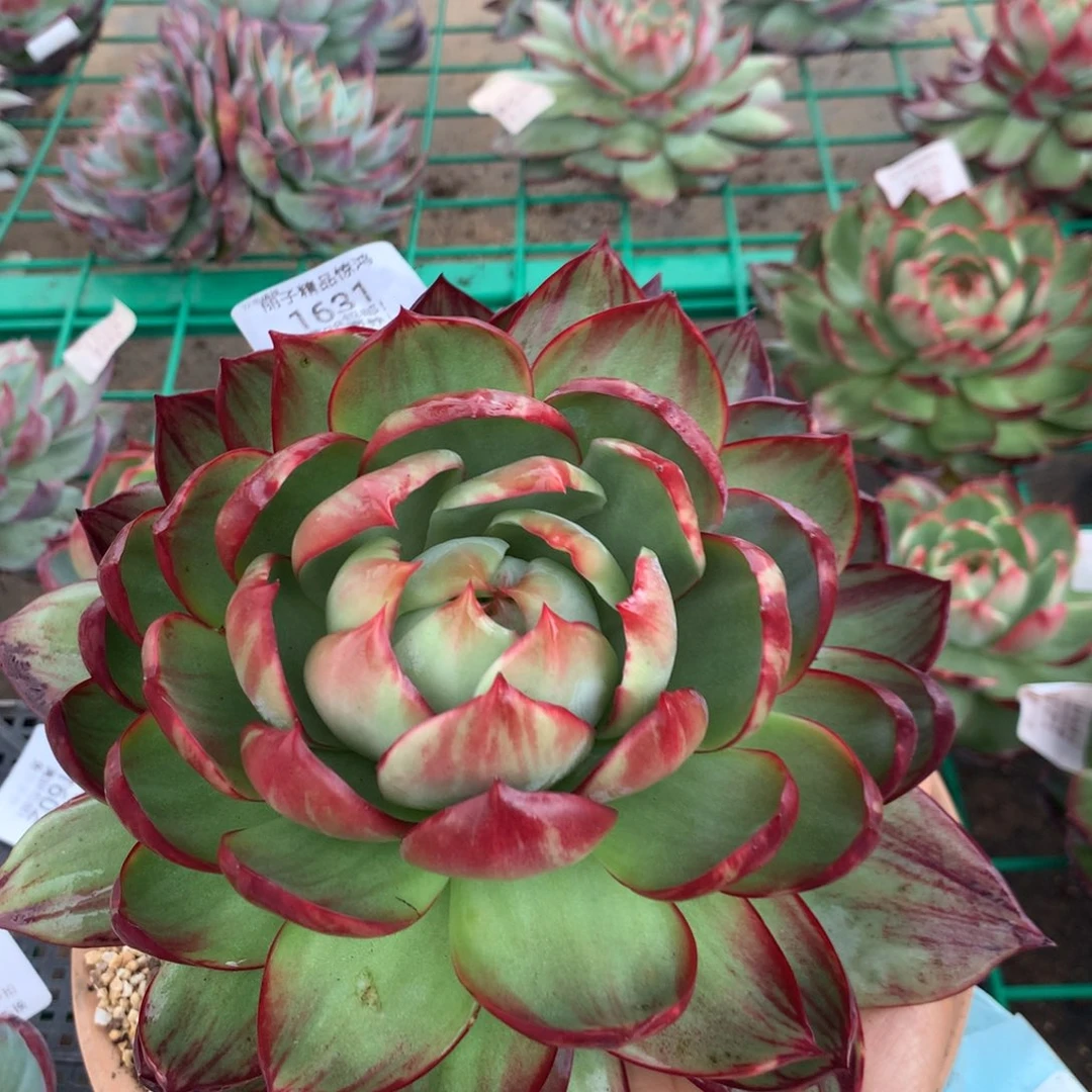 1631号多肉植物惊鸿21