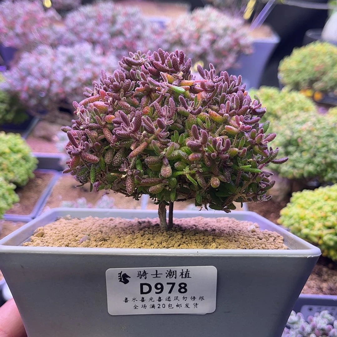 978红麒麟枝干番杏