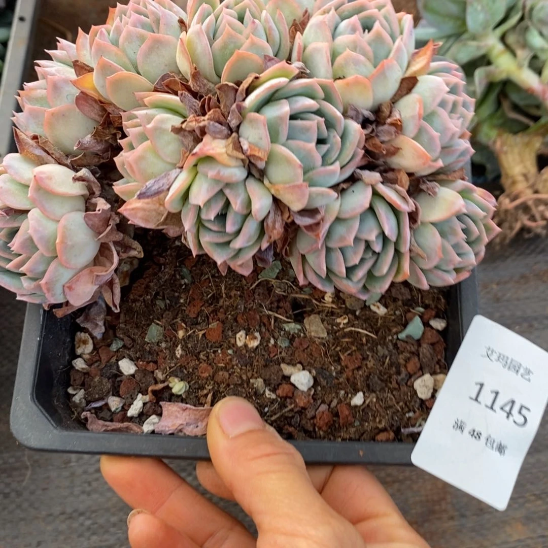 高*高莎莎女王朵缀化多肉1145