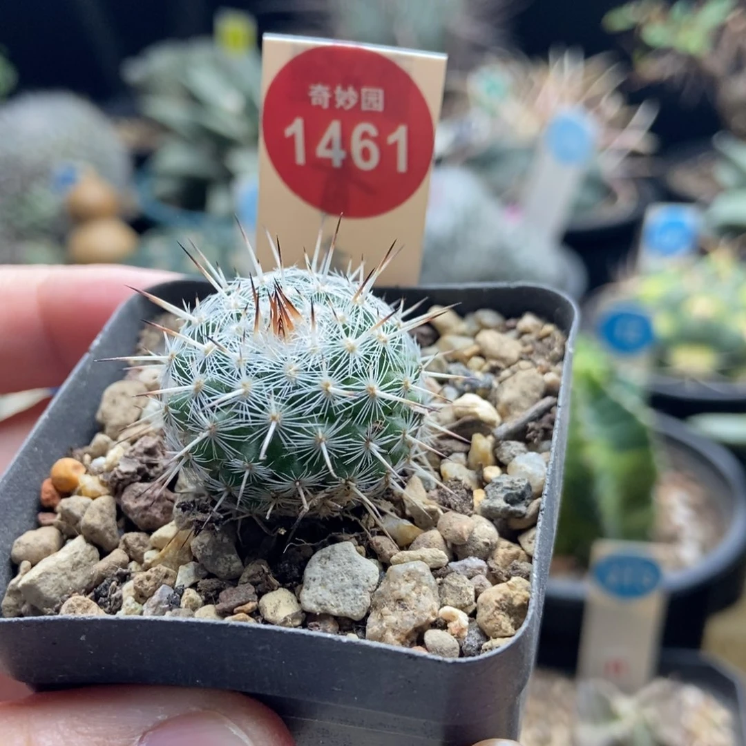 实生特选长刺白王丸2.5cm