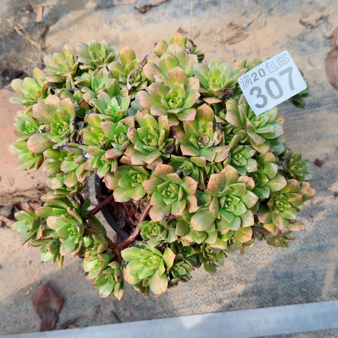 花茶307满20包邮断枝不包瑕疵