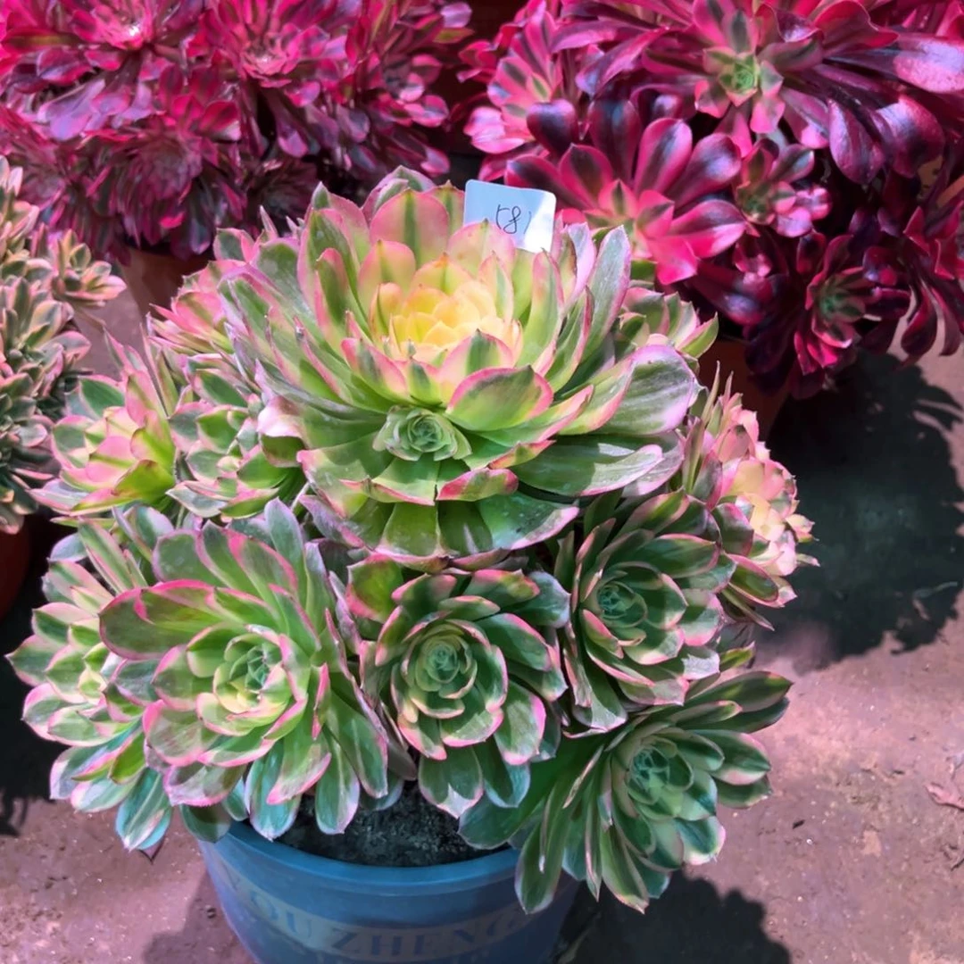 多肉植物海王581