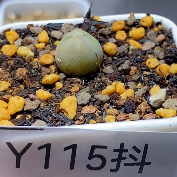 多肉一物一拍115号