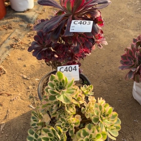 多肉植物香奈儿白兰地