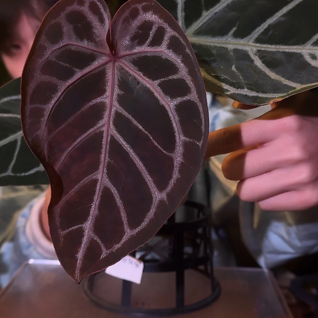 不开花植物M156红骑士杂米歇尔