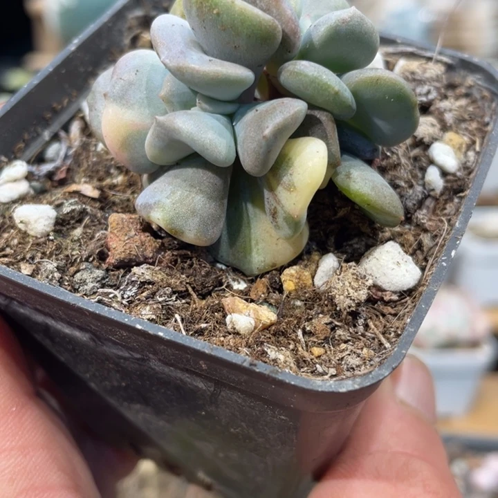 雪精灵锦677号的多肉啊啊