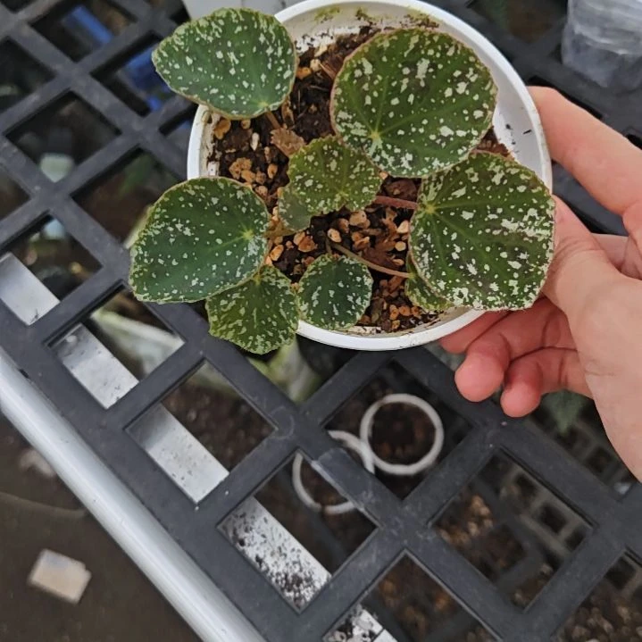 芝麻屑秋海棠一物一拍