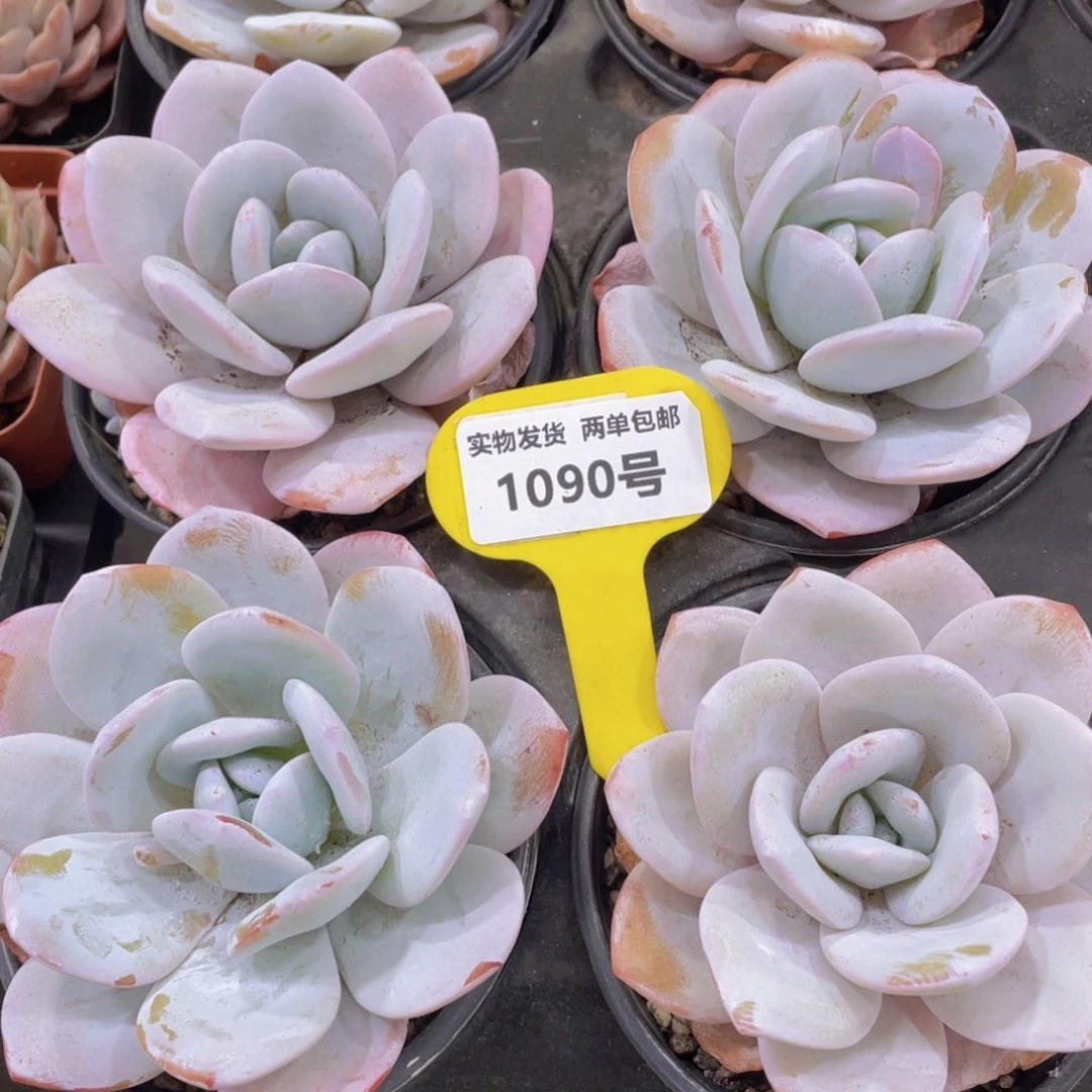 1090号 宽叶全状态雪莲单头一个