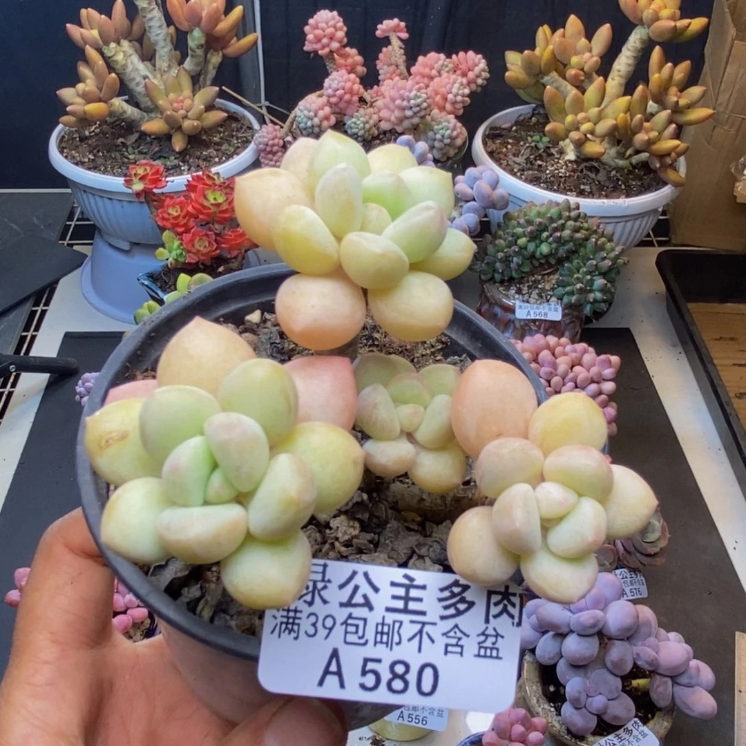 580泡泡糖多肉7c m