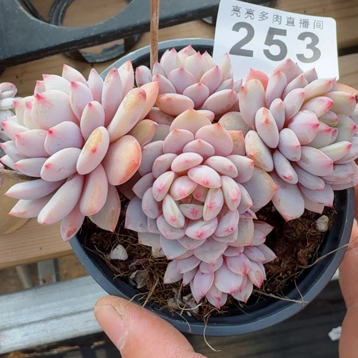 星星橙         精控精养多肉植物
