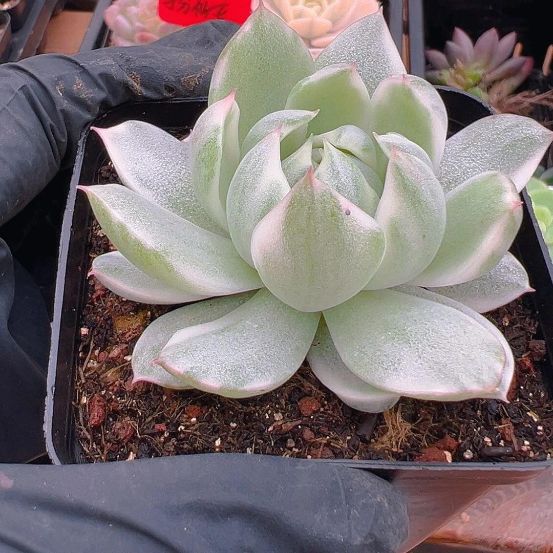 扮***女一物一拍，女王玛利亚锦