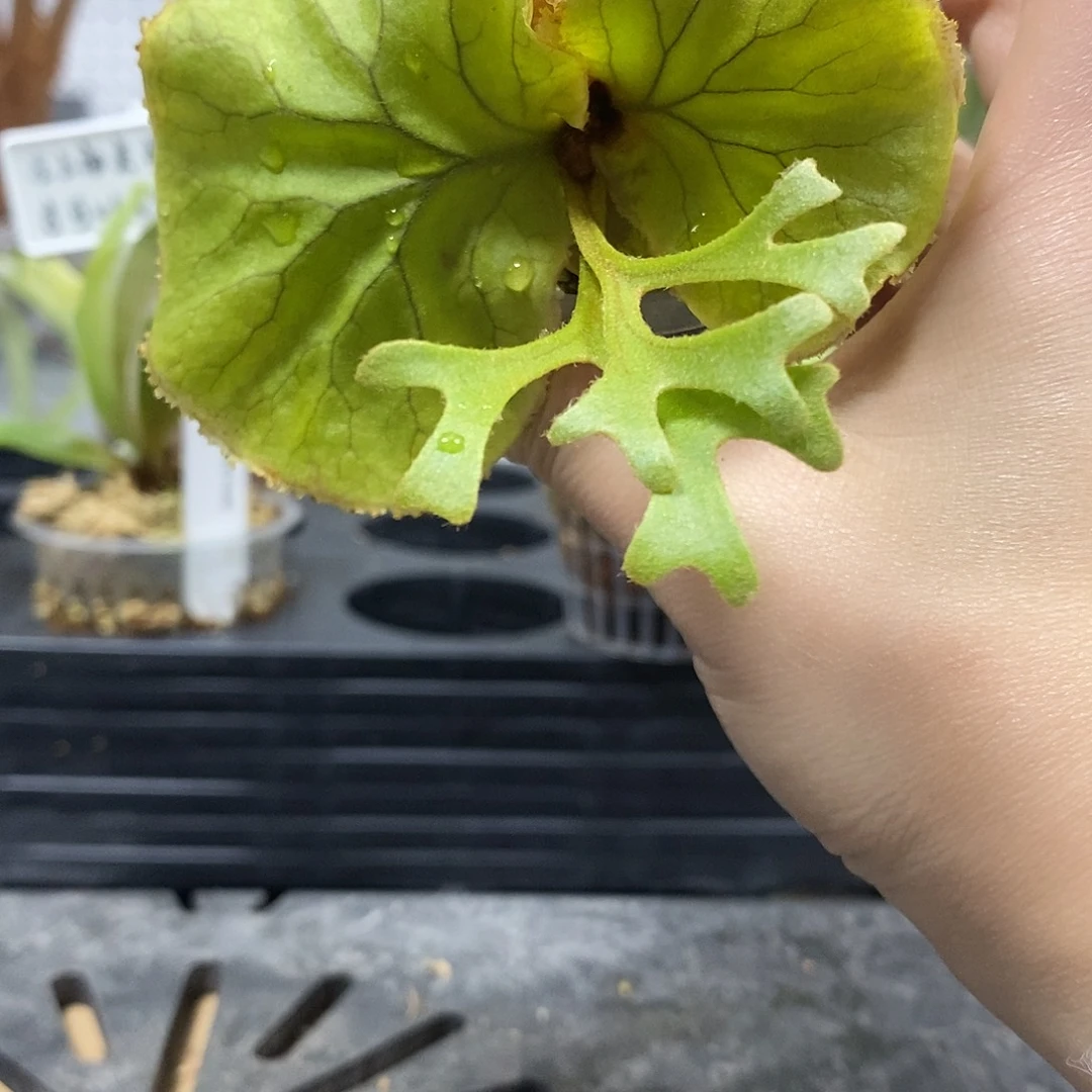 无花朵长叶亚猴鹿角蕨