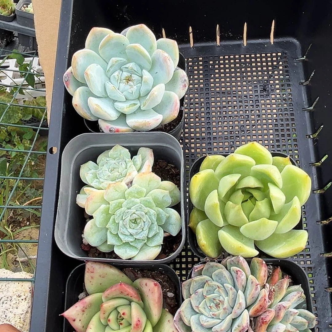 074 一物一拍两框包邮