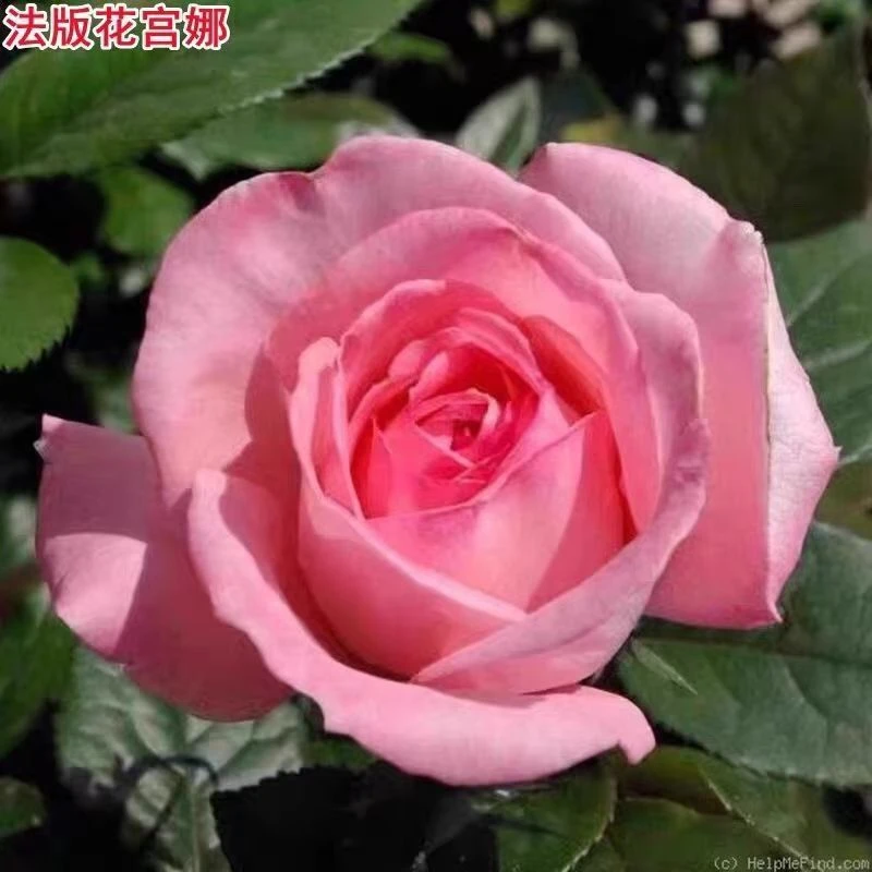 【法版.花宫娜】阳台庭院花园楼顶好养护抗病性强花卉绿植月季
