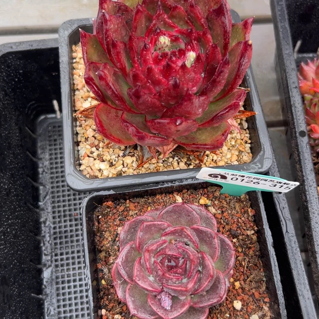 多肉一物一拍0126-315