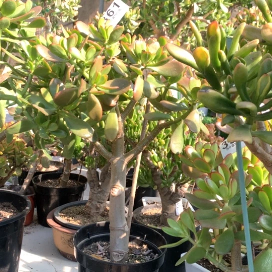 用****生361紫叶脱土发货