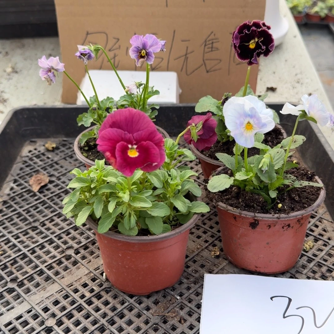 大部分花苞少量开放32