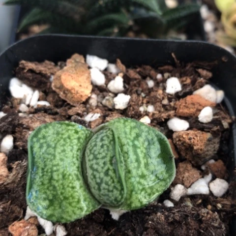 小型短叶蜗牛蜗牛