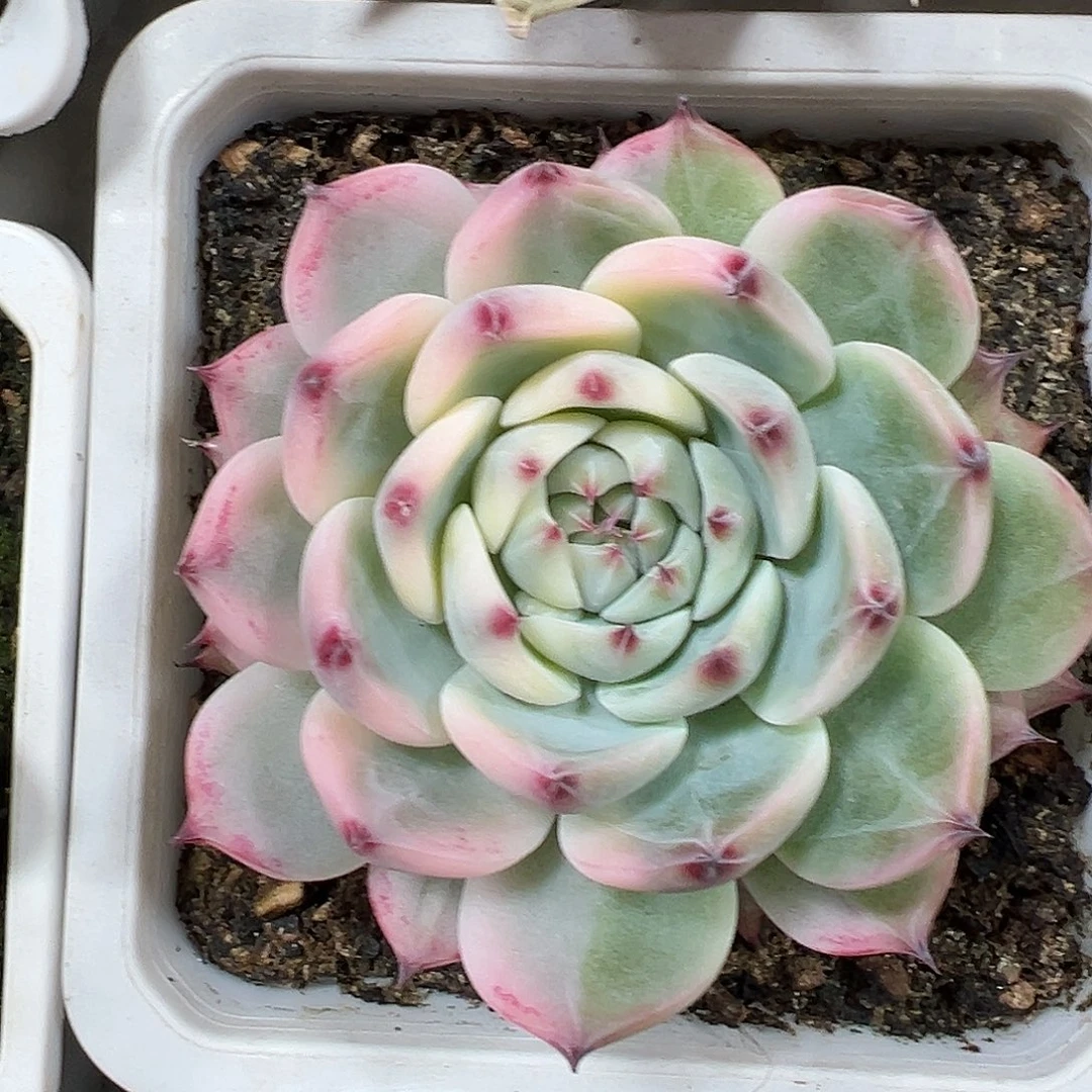 满38包邮花脸吉娃娃