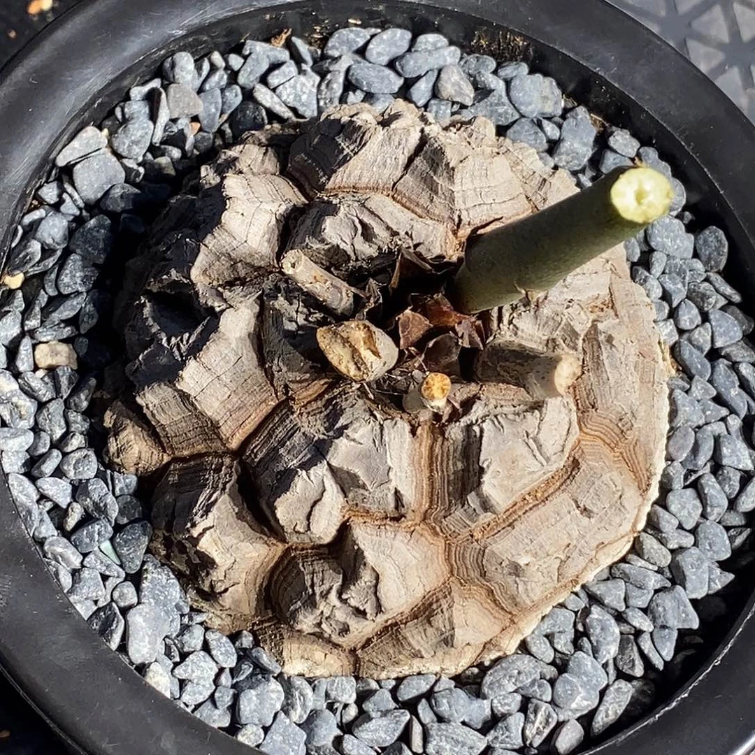 南非龟甲龙一个实生