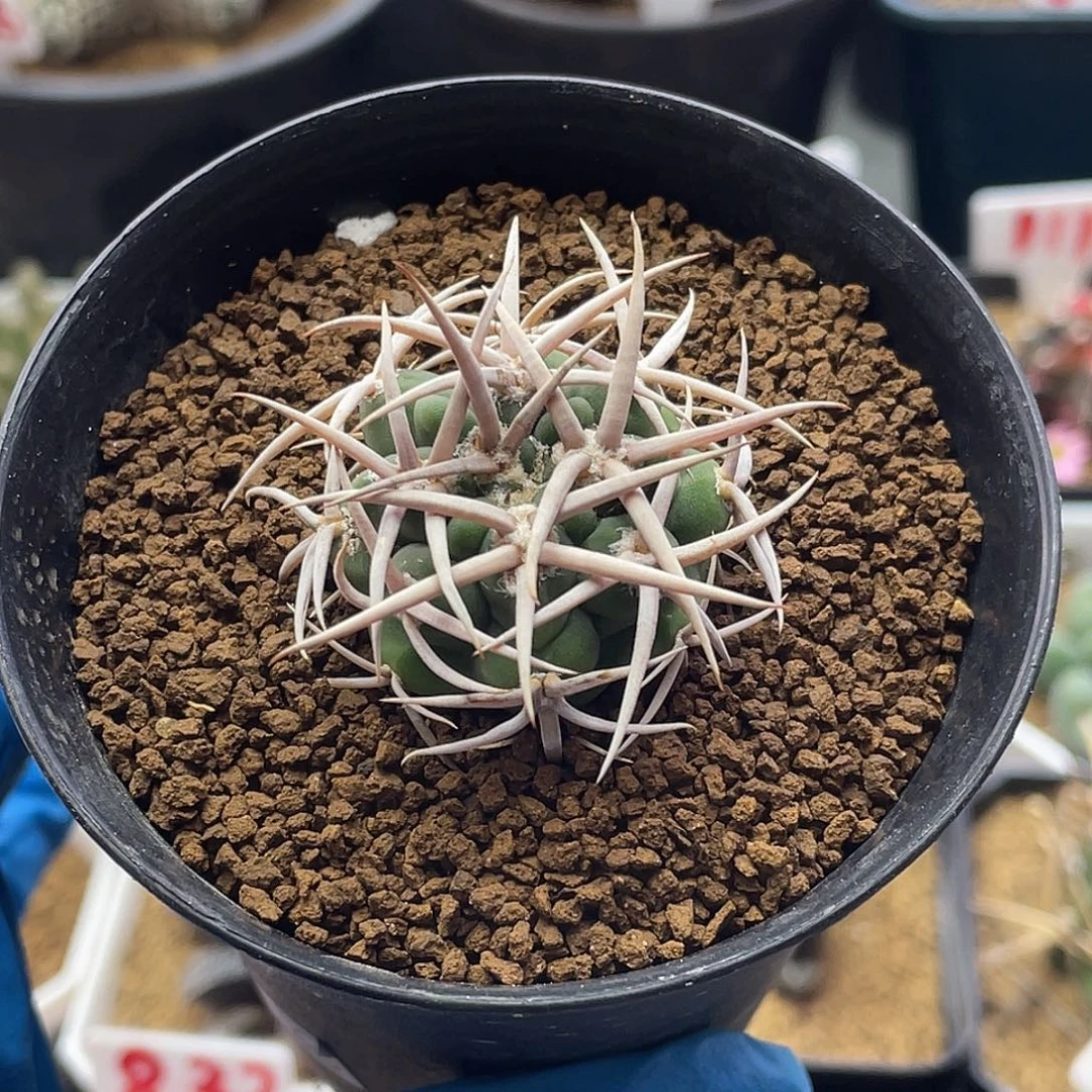 实生五十铃狂刺碧岩玉33