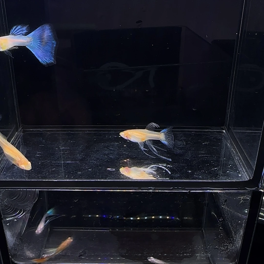 孔雀鱼天使彩虹绒球三条