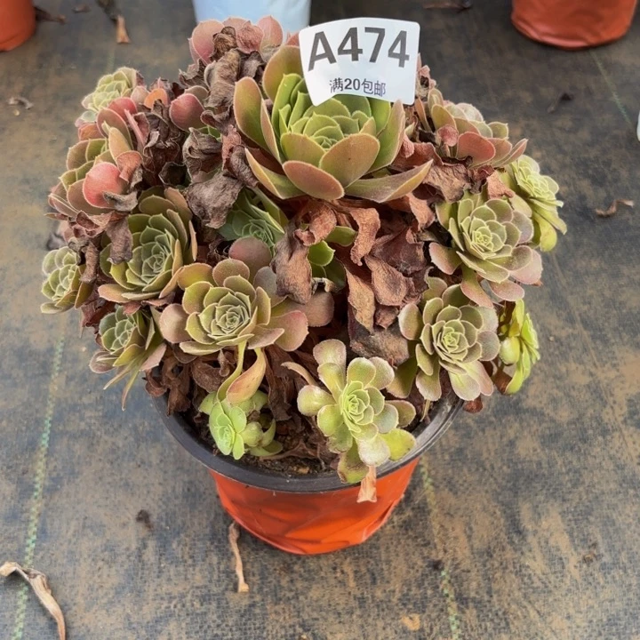 瑞妈多肉园艺474荷兰玫瑰