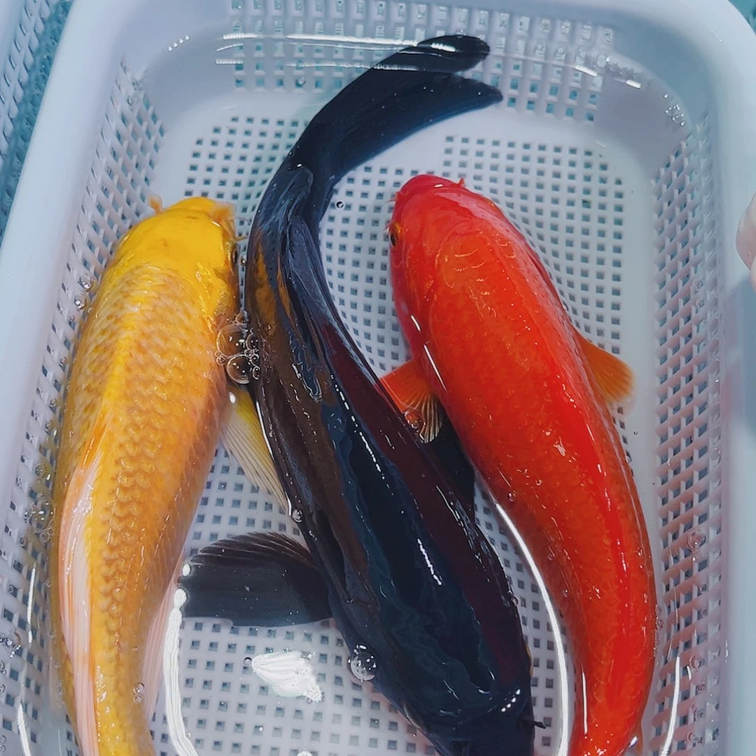 锦鲤锦鲤冷水鱼观赏