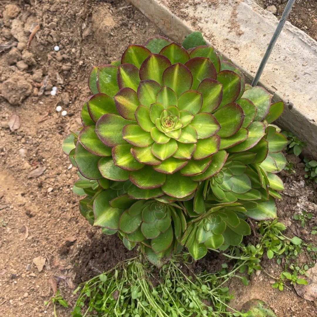 倾城中班多肉法师断枝不包量