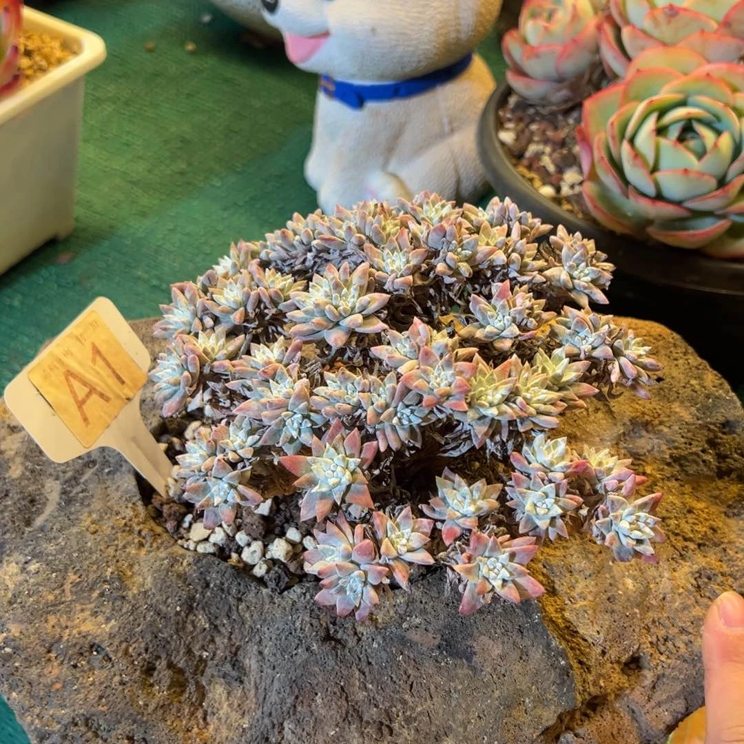 白菊，，，，，，，，，，，，，，