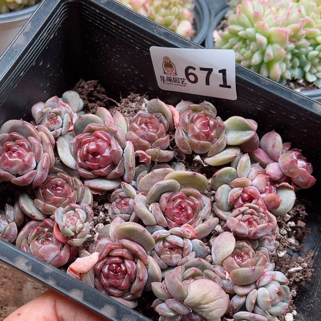 陈*太多肉植物多肉植物