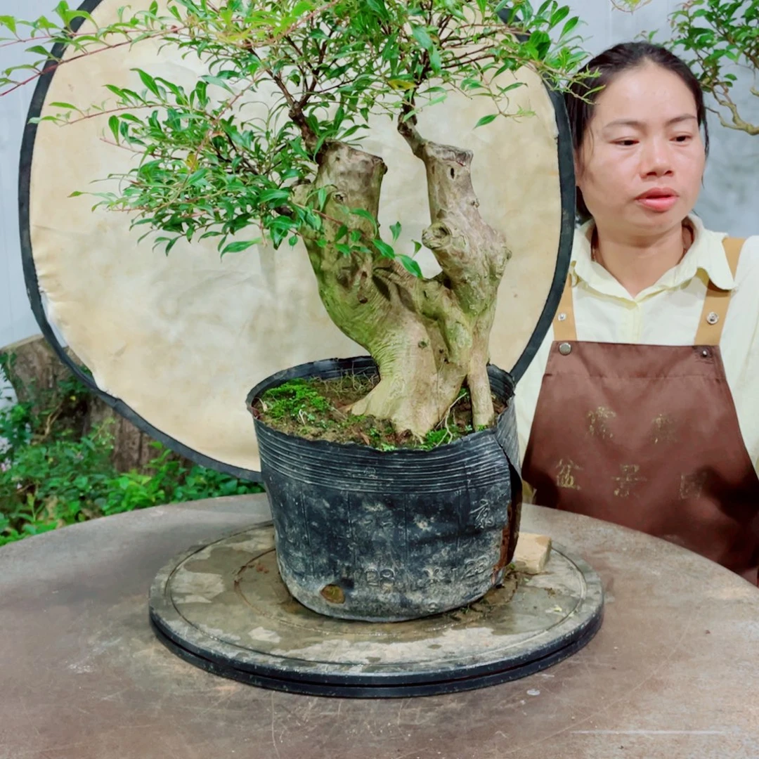 无花朵红花紫薇红花紫薇