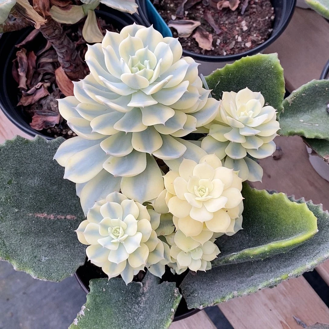 雪域锦多肉植物老桩多肉