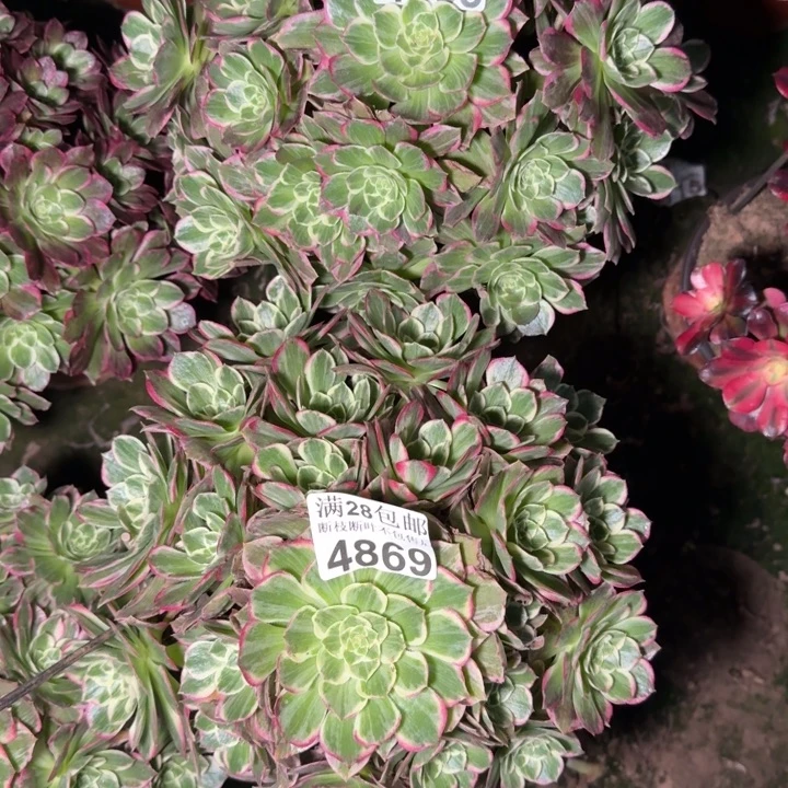 4868两颗水蜜桃多肉植物