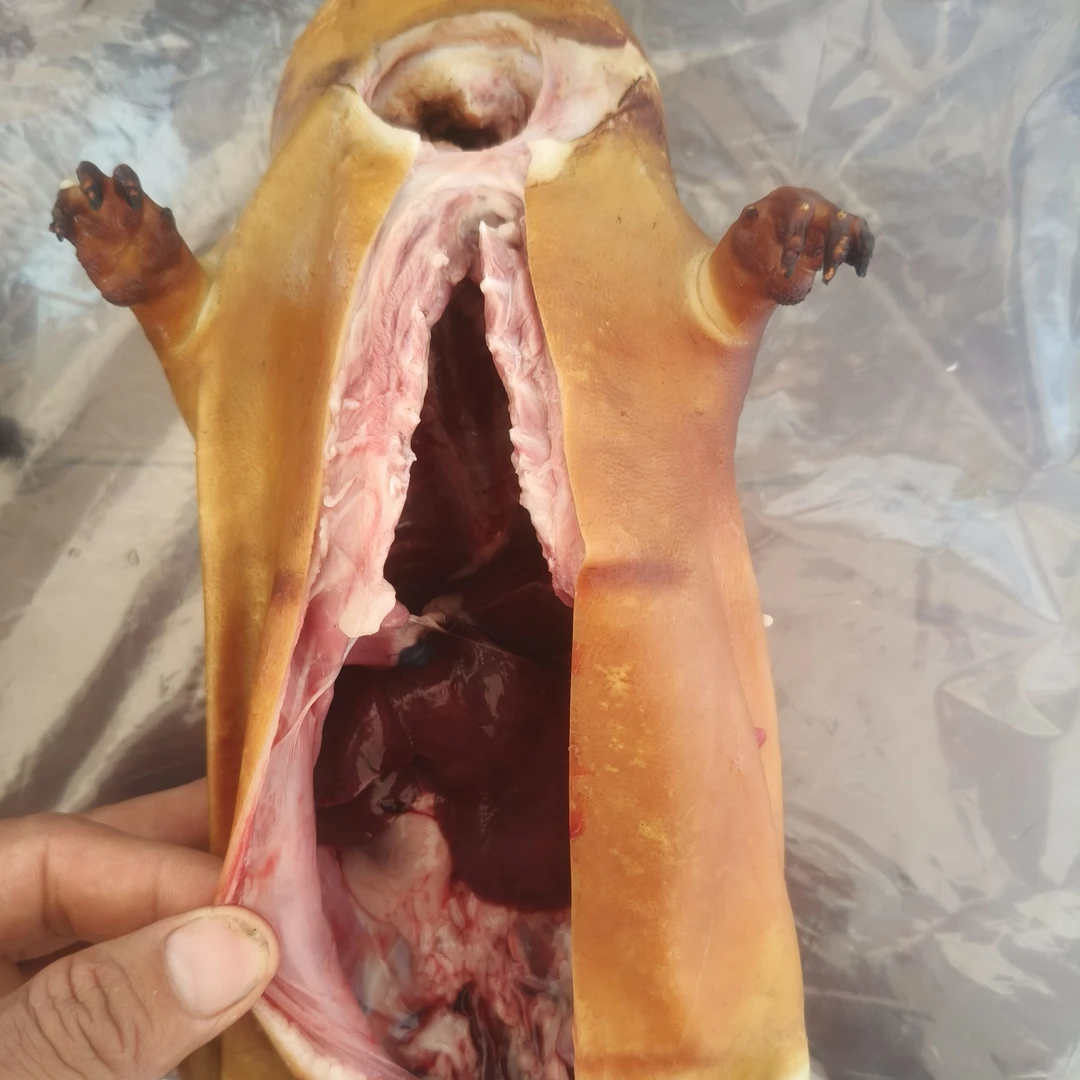 精品稻香老竹子鼠山老鼠现杀鲜活新鲜现发顺丰包邮生鲜老鼠