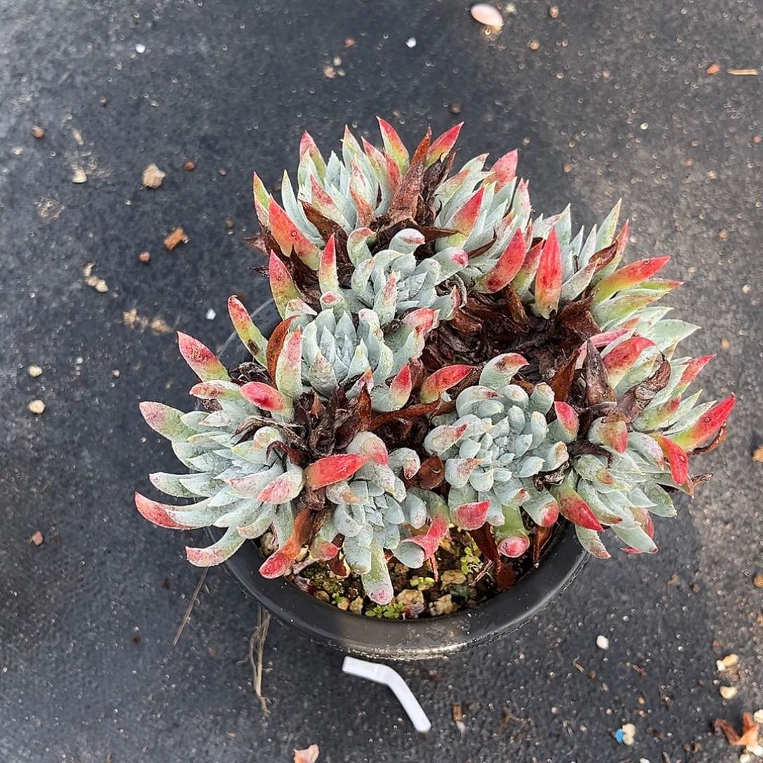 奴婢吉娜小鹿多肉一物一拍